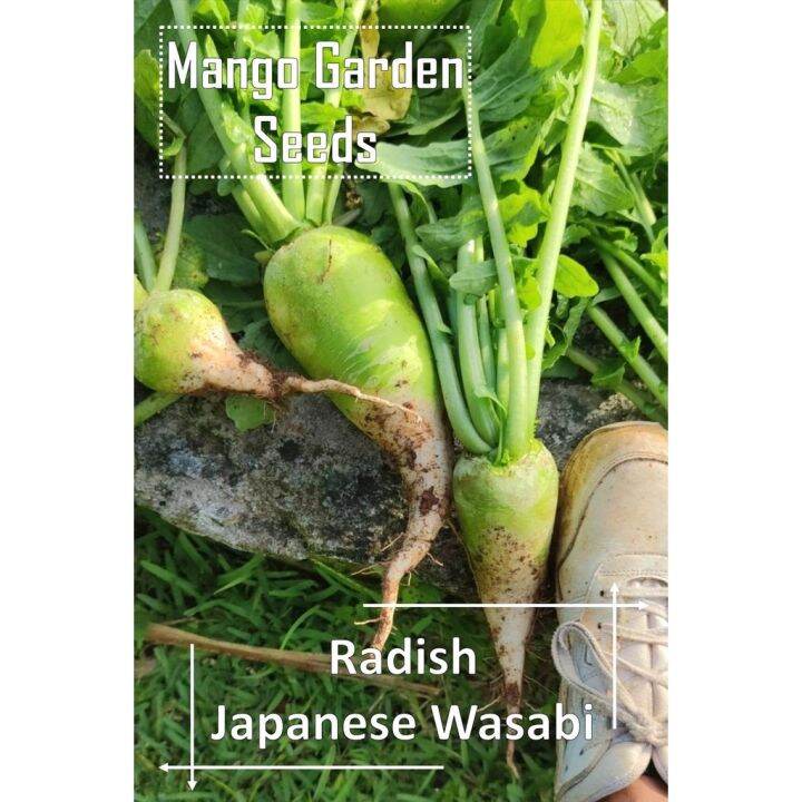 Japanese Wasabi Radish Seeds *Pot Friendly* Tanam Pasu Lobak Wasabi