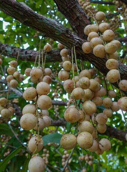 Anak Pokok Rambai Telur Kahwin | Lazada