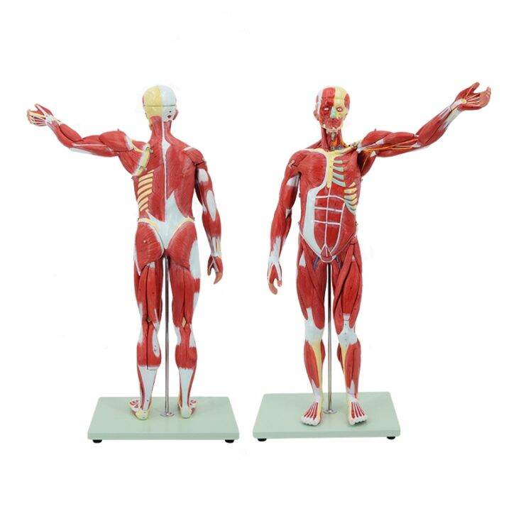 human-body-muscle-model-can-remove-the-whole-body-muscle-dissection-bone-art-with-muscle-load-point-medical