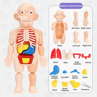 Human Body Organ Model Simulated Human Organ Assembled Toys Christmas Thanksgiving Birthday Gift