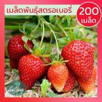 [200+เมล็ด] เมล็ดสตอเบอรี่ แดง เมล็ดพันธุ์ สตรอเบอร์รี่ ลูกดก Strawberry Seeds Original เมล็ดนำเข้า พันธุ์แท้