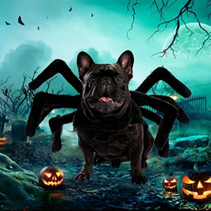 GHFT Simulation Dog Halloween Spider Costume Soft Black Cat Spider ...