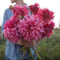 1 หัว/ออเดอร์ รักเร่ Dahlia Bulbs สายพันธุ์ Islander หัวรักเร่ ดอกไม้ หัวหน่อ เหง้า นำเข้า เนเธอร์แลน หัวสดใหม่