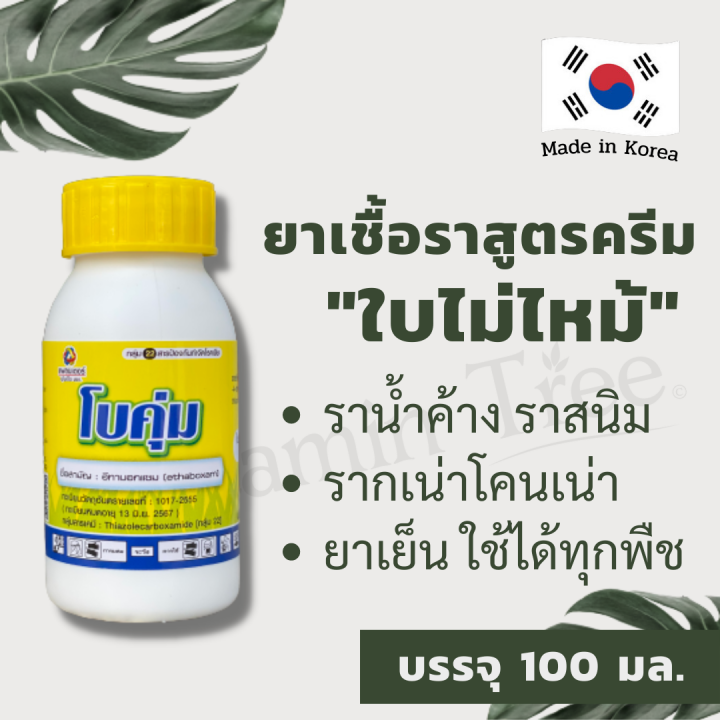 โบคุ่ม ยาเชื้อรา ไม้ใบ ไม้ด่าง สูตรครีม ใบไม่ไหม้ อีทาบอกแซม ราน้ำค้าง ราสนิม รากเน่า โคนเน่า ไฟทอปทอร่า 100 มิลลิลิตร | Lazada.co.th โบคุ่ม ยาเชื้อรา ไม้ใบ ไม้ด่าง สูตรครีม ใบไม่ไหม้ อีทาบอกแซม ราน้ำค้าง ราสนิม รากเน่า โคนเน่า ไฟทอปทอร่า 100 มิลลิลิตร | Lazada.Co.Th