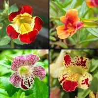 เมล็ดพันธุ์ มิมิวลัส / ไทเกอร์ มังกี้ mimulus tigrinus tiger monkey 400 เมล็ด เมล็ดพันธุ์นำเข้าจากอังกฤษ