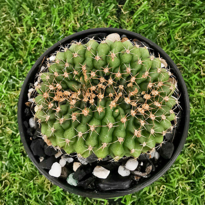 6-8-cm-lazada-co-th