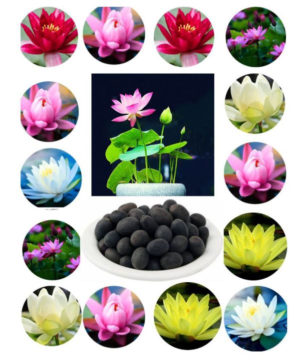 8-เมล็ด-คละสี-เมล็ดบัว-บัวญี่ปุ่น-บัวญี่ปุ่นแคระ-เมล็ดเล็ก-ดอกดกทั้งปี-ของแท้-100-lotus-waterlily-seeds-มีคู่มีวิธีปลูก-รหัส-004