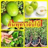 พุทราจัมโบ้ ต้นพันธุ์ทาบกิ่งสูง 40-50 ซม. ปลูกง่าย โตไว 1 ปีติดผล รับประกันพันธุ์แท้ 100%