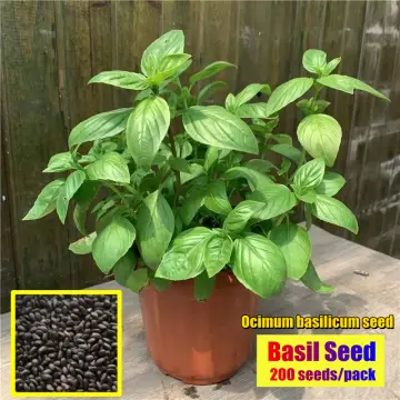 Organic Basil Seeds Best Price in Singapore Feb 2024 Lazada.sg