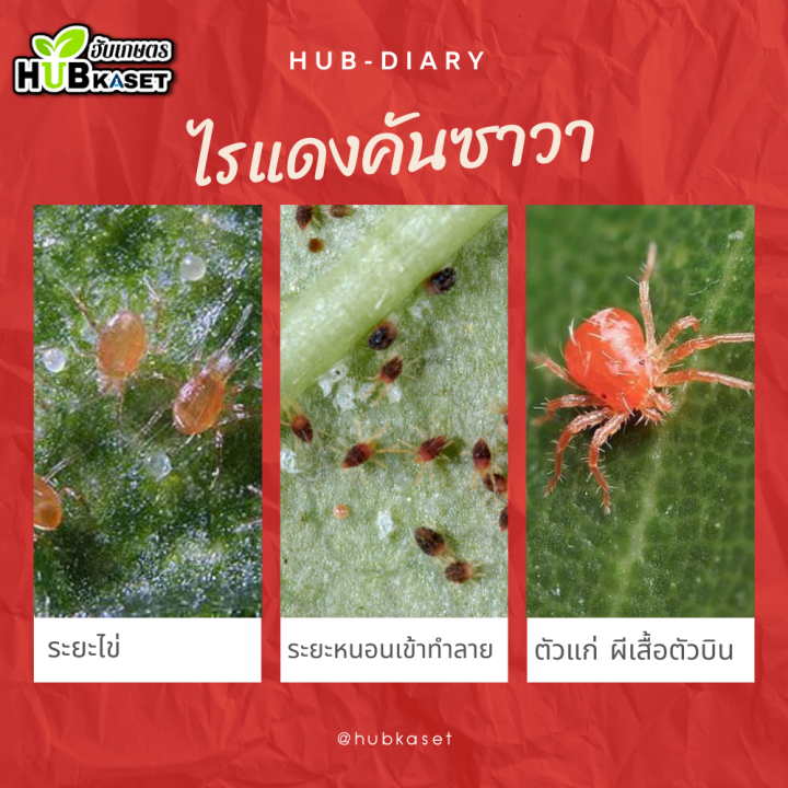 อะมิทราซ-1ลิตร-อะมิทราซ-ใช้ป้องกันกำจัดไรแดง-ไรสี่ขา-ไรแมงมุม