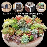 พร้อมสต็อกประเทศไทย 100 Pcs / Pack Mixed Succulent Seeds Juicy Seeds Ass Seed Flower Living Stone Bonsai Flower Seeds Live Plants Plant Seed ดอกไม้ปลูก เมล็ดพันธุ์ผัก ไม้ประดับ ต้นไม้มงคลแคระ เมล็ดพันดอกไม้ บอนไซ เมล็ดดอกไม้ บอนไซ ต้นไม้