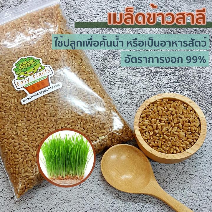 เมล็ดพันธุ์ข้าวสาลีไทย-พันธุ์ฝาง-60-สำหรับเพาะงอก-เพื่อคั้นน้ำต้นอ่อนข้าวสาลี-หรืออาหารสัตว์-ขนาด-0-5-กิโล-อัตราการงอก-99-เมล็ดต้นอ่อน