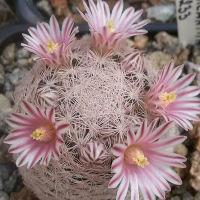 เมล็ดพันธุ์ Mammillaria lasiacantha 5 เมล็ด กระบองเพชร แคคตัส cactus