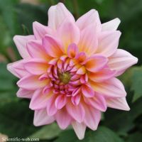 1 หัว /ชุุด เหง้า ต้นรักเร่ Dahlia Bulb สายพันธุ์ Harzfee สีชมพู หัวรักเร่ ดอกไม้ ดอกรักเร่ รักแรกพบ เฟิร์สเลิฟ ดอกไม้นำเข้า พร้อมให้ดอก