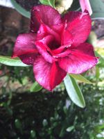 12 เมล็ด เมล็ดพันธุ์ ชวนชม สายพันธุ์ไต้หวัน ดอกสีแดง Adenium seed กุหลาบทะเลทราย Desert Rose ราชินีบอนไซ เปอร์เซ็นต์การงอก 80-90%