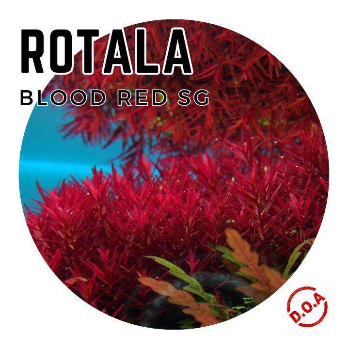 [Aquatic Plant] Rotala Rotundifolia Blood Red Singapore Sg Stem Plants ...