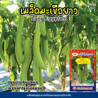 เมล็ดมะเขือยาว Long Eggplant ตราภูเขาทอง เมล็ดพันธุ์มะเขือยาว เมล็ดผักสวนครัว เมล็ดพันธุ์มะเขือ เมล็ดมะเขือ เมล็ดพันธุ์ผัก