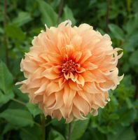 1 หัว/ออเดอร์ รักเร่ Dahlia Bulb สายพันธุ์ Hercules หัวรักเร่ ดอกไม้ หัวหน่อ เหง้า นำเข้า เนเธอร์แลน หัวสดใหม่