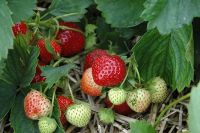 เมล็ดพันธุ์ Strawberry Seed สายพันธุ์ Earliglow 50 เมล็ด เมล็ดพันธุ์นำเข้าจาก ยุโรป