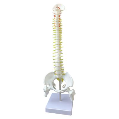 Human spinal nerve of adult spinal model color bonesetting medical teaching skeleton skeleton simulation detachable vertebrae