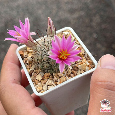 ( PRO+++ ) โปรแน่น.. Mammillaria Insularis แคคตัส เพชร cactus&amp;succulent ราคาสุดคุ้ม พรรณ ไม้ น้ำ พรรณ ไม้ ทุก ชนิด พรรณ ไม้ น้ำ สวยงาม พรรณ ไม้ มงคล