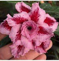 10 เมล็ด เมล็ดพันธุ์ ชวนชม สายพันธุ์ไต้หวัน ดอกซ้อน Adenium Seeds กุหลาบทะเลทราย Desert Rose ราชินีบอนไซ อัตราเปอร์เซ็นต์การงอก 80-90% มีคู่มือปลูก