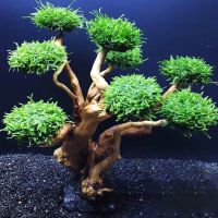 Fish Tank Landscaping Wood Water Plant Root Driftwood Tree Aquatic Plants Aquarium Grass Decorations Accessories (No Moss)