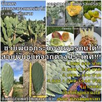 รหัส ID-PA-B14, Prickly Pear, Cactus Pear, กิ่งพันธุ์กระบองเพชรกินได้, กระบองเพชรกินใบกินผล, สายพันธุ์โอพันเทียฟิคัสอินดิก้า, Opuntia Ficus Indica, ขนาดยาว14นิ้ว