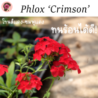 เมล็ดฟล็อกซ์พันธุ์ Crimson สีแดงผสมสีชมพูบานเย็น ปลูกง่าย รูปจากต้นจริง