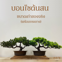 บอนไซต้นสน (รุ่นพุ่มแน่น) ขนาดเท่าของจริง พร้อมกระถาง l บอนไซ ต้นสน l บอนไซเหมือนจริง l บอนไซสวยๆ