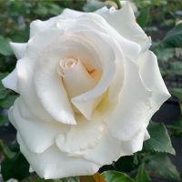 20 เมล็ด กุหลาบ นำเข้า Renaissance Rose Seeds สายพันธุ์ Linda ดอกไม้สีขาว