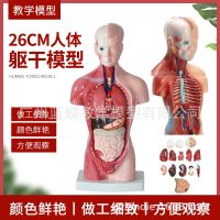 Human model 28 cm body anatomy of the human gut model medical AIDS bone fancy