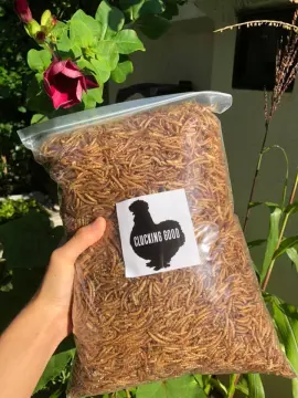 Dried Meal Worm - Best Price in Singapore - Apr 2024