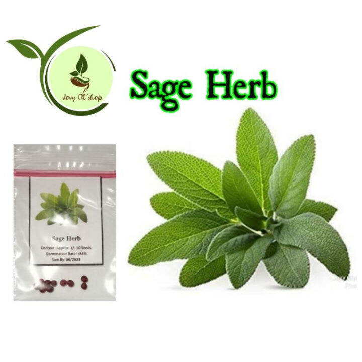 Sage Herb 10 seeds Herb Lazada PH