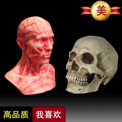 1:2 skulls head bust toy art with human musculoskeletal anatomy 1:1 bust model art