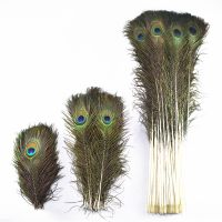 50-200pcs/lot Real Peacock Feathers Crafts10-80cm needlework Hotel decor room vase Wedding decoration pluma