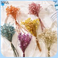 SIXUL งานฝีมือ DIY วัสดุธรรมชาติ ตกแต่งงานแต่งงาน ของตกแต่งบ้าน มินิ Babysbreath ดอกไม้จริง ลำต้นของพืช ช่อดอกไม้ประดิษฐ์ธรรมชาติ