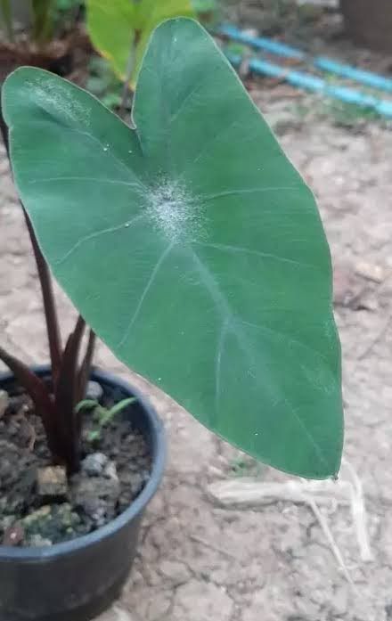 บอนนาด่าง-ก้านดำ-ด่างๆ-colocasia-esculenta-aquatilis-hasskvariegated-บอนนาไทยด่าง-siam-ด่างสวยงามมาก-1-ต้น-แพ็ค