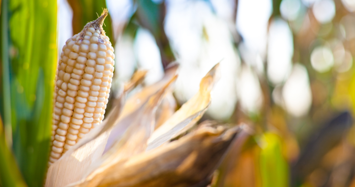 ข้าวโพดแปดแถว-เมล็ดพันธุ์ข้าวโพด-ชอบแดดจัด-8-rows-corn-seed-บรรรจุ-10-เมล็ด-10-บาท