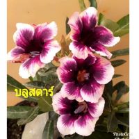 12 เมล็ด เมล็ดพันธุ์ ชวนชม สายพันธุ์ไต้หวัน ดอกสีม่วง Adenium Seeds กุหลาบทะเลทราย Desert Rose ราชินีบอนไซ อัตรางอก 80-90% มีคู่มือปลูก