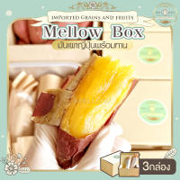 Mellow Box 3 กล่อง มันหวานญี่ปุ่น เบนิ ฮารุกะ มันหวาน มันญี่ปุ่น มันเผาญี่ปุ่น มันหวานญี่ปุ่นแท้ มันหวาน เบนิฮารุกะ มันหวานแท้