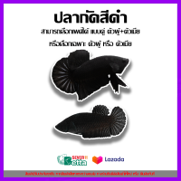 ปลากัด Super Black สีดำ (มีตัวเลือก เพศผู้/เพศเมีย และแบบคู่ ผู้+เมีย กรุณาอ่านก่อนกดสั่งซื้อ) *** มีเก็บเงินปลายทาง ***