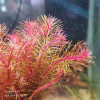 โรทาล่า วาลิชี่ - ROTALA WALLICHII ไม้น้ำ