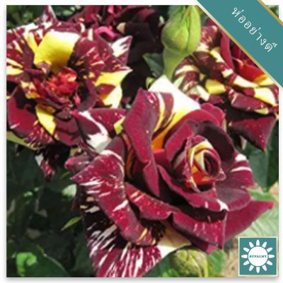 30 เมล็ด เมล็ดพันธุ์ กุหลาบ สตาร์แอนด์สไตร้พส์ Stripes Rose Seeds สี แดง-เหลือง ดอกใหญ่ นำเข้าจากต่างประเทศ พร้อมคู่มือ เมล็ดสด ใหม่