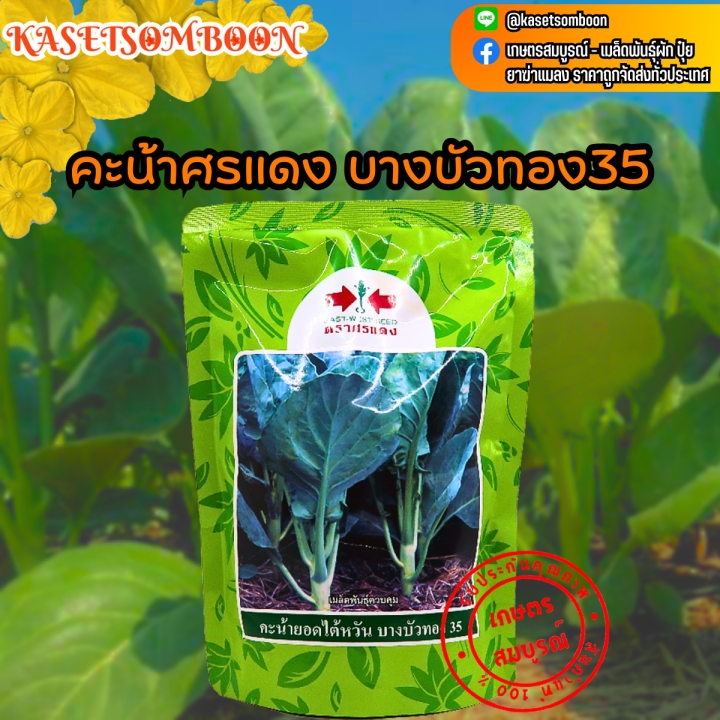 คะน้าศรแดง-บางบัวทอง35-เมล็ดพันธุ์-500-ก-1กก-คะน้ายอด-คะน้าใต้หวัน