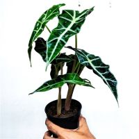 ต้นแก้วสารพัดนึก (Alocasia)  ส่งแบบต้นในกระถาง สีดำ