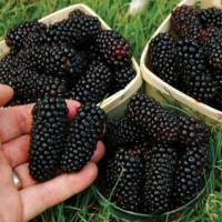 20 เมล็ดพันธุ์ เมล็ด หม่อน ลูกหม่อน หรือ มัลเบอร์รี่ เก้ซิวเอียะ Mulberry Seed อัตราการงอก 80-85% Seeds