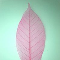 โครงใบไม้ ใบยาง สี Pink (Standard Rubber Skeleton Leaves)