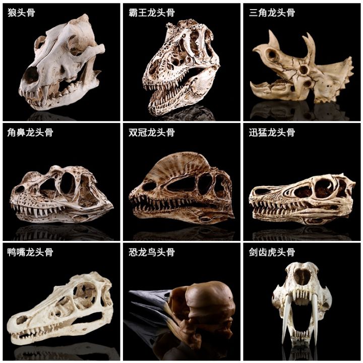 fossilized-dinosaur-head-animal-bones-model-wolf-tyrannosaurus-triangular-bone-furnishing-articles-creative-children-room-decoration