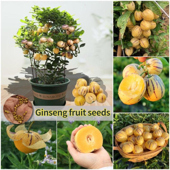 [100 Fresh Seeds] 20pcs Ginseng Fruit Seeds for Planting Pepino Melon